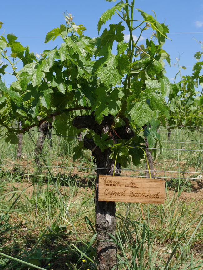 Виноградник на урожай